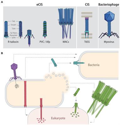 Evolutionary and ecological role of extracellular contractile injection systems: from threat to weapon